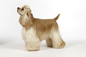 DOG. Silver buff American cocker spaniel DOG. Silver buff American cocker spaniel
