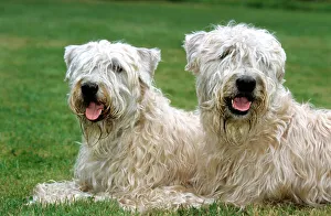 Dog - Soft Coated Wheaten Terrier - Pair lying down in garden Dog - Soft Coated Wheaten Terrier - Pair lying down in garden
