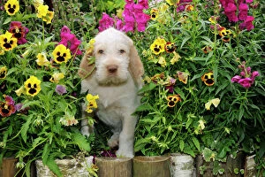 Images Dated 28th July 2009: Dog. Spinone in flowers