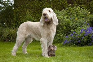 DOG - Spinone with Miniature Short Haired Dachshund - puppy (7 weeks) betweens its paws DOG - Spinone with Miniature Short Haired Dachshund - puppy (7 weeks) betweens its paws