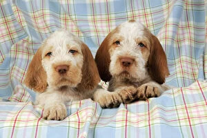 Images Dated 28th July 2009: Dog. Spinone puppies (8 weeks old)