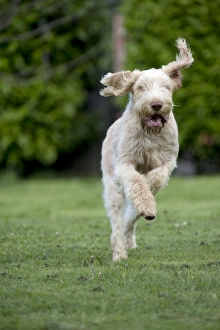 DOG - Spinone - running through garden DOG - Spinone - running through garden