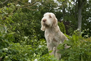 DOG - Spinone sitting in garden DOG - Spinone sitting in garden