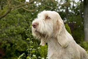 DOG - Spinone - sitting in garden (head shot) DOG - Spinone - sitting in garden (head shot)