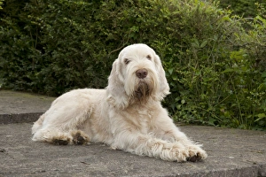 DOG - Spinone - sitting on patio DOG - Spinone - sitting on patio
