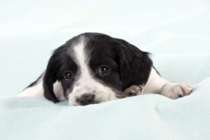 DOG - Springer Spaniel puppy laying on a blanket DOG - Springer Spaniel puppy laying on a blanket