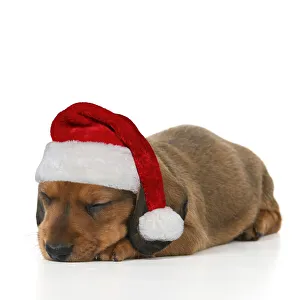 DOG. Standard Dachshund puppy sleeping wearing a red Santa hat Date: 18-03-2019 DOG. Standard Dachshund puppy sleeping wearing a red Santa hat Date: 18-03-2019