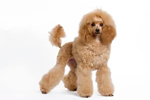 Images Dated 24th October 2010: Dog - Standard / Moyen Poodle