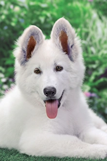 <b class=qtipBold><figcaption>Dog - Swiss White Shepherd Dog</figcaption></b><br><em>© J. M. Labat / ardea.com</em> Dog - Swiss White Shepherd Dog