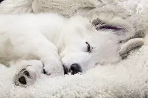 Asleep Gallery: Dog - Swiss White Shepherd Dog - sleeping