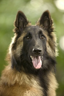 Dog - Tervueren / Belgian Shepherd Dog / Belgian Tervueren Dog - Tervueren / Belgian Shepherd Dog / Belgian Tervueren