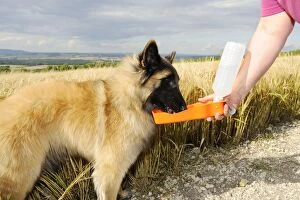 Dog. Tervuren drinking in field