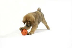Dog - Tibetan Mastiff 10 wk old puppy playing with ball Dog - Tibetan Mastiff 10 wk old puppy playing with ball
