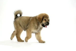 Dog - Tibetan mastiff puppy 10 wks old Dog - Tibetan mastiff puppy 10 wks old