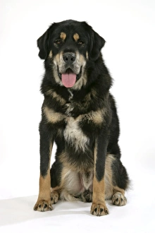 Dog - Tibetan Mastiff sitting down Dog - Tibetan Mastiff sitting down