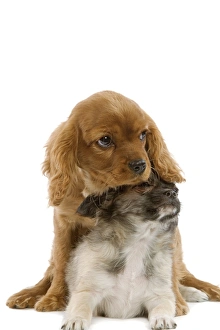 Dog - Tibetan Spaniel & Cavalier King Charles Spaniel - puppies in studio Dog - Tibetan Spaniel & Cavalier King Charles Spaniel - puppies in studio
