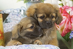 Dog - Tibetan spaniel puppies Dog - Tibetan spaniel puppies