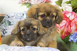 Dog - Tibetan spaniel - two puppies with flowers Dog - Tibetan spaniel - two puppies with flowers