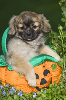 Dog - Tibetan Spaniel puppies in garden in pumpkin / Halloween basket Dog - Tibetan Spaniel puppies in garden in pumpkin / Halloween basket