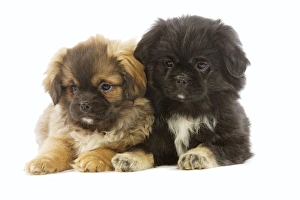 Dog - Tibetan Spaniel - two puppies in studio Dog - Tibetan Spaniel - two puppies in studio