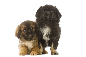 Dog - Tibetan Spaniel - two puppies in studio Dog - Tibetan Spaniel - two puppies in studio