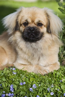 Dog - Tibetan Spaniel puppy in garden Dog - Tibetan Spaniel puppy in garden