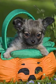 Dog - Tibetan Spaniel puppy in garden in pumpkin / Halloween basket Dog - Tibetan Spaniel puppy in garden in pumpkin / Halloween basket