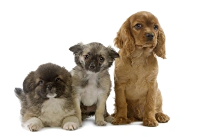 Dog - Tibetan Spaniels & Cavalier King Charles Spaniel - puppies in studio Dog - Tibetan Spaniels & Cavalier King Charles Spaniel - puppies in studio
