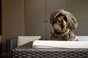 Dog - Tibetan Terrier on seat in living room Dog - Tibetan Terrier on seat in living room
