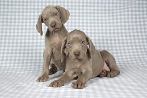 <b class=qtipBold><figcaption>DOG. Two weimaraners on blanket</figcaption></b><br>JD-19464 DOG. Two weimaraners on blanket John Daniels Please note that prints are for personal display purposes only and may not be reproduced in any way.<br><em>© John Daniels/ardea.com</em> DOG. Two weimaraners on blanket