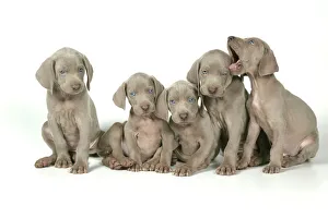 DOG. Five Weimaraners sitting in a line DOG. Five Weimaraners sitting in a line