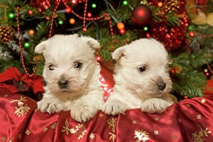 Decorations Collection: Dog - West Highland Terrier puppies with Christmas decorations