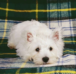 Waiting Gallery: DOG - West Highland Terrier puppy