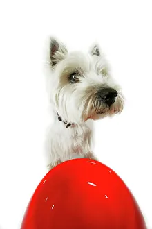 Dog - West Highland White Terrier by bowl Dog - West Highland White Terrier by bowl