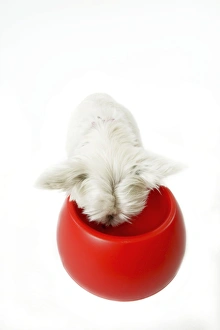 Dog - West Highland White Terrier eating from bowl Dog - West Highland White Terrier eating from bowl