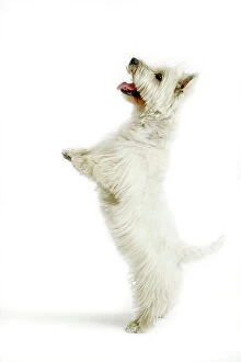 Images Dated 14th July 2004: Dog - West Highland White Terrier on hind legs