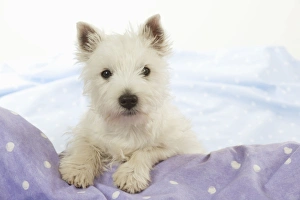 DOG - West Highland White Terrier - looking over edge DOG - West Highland White Terrier - looking over edge