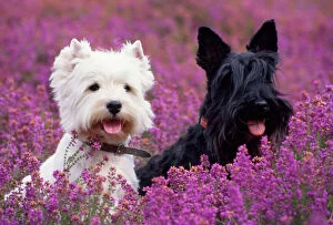 DOG - West Highland White Terrier & Scottish Terrier
