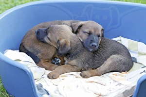 Dog - Westfalia / Westfalen Terrier - 2 puppies sleeping in dog basket Dog - Westfalia / Westfalen Terrier - 2 puppies sleeping in dog basket