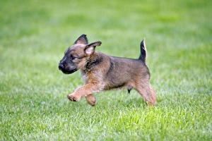 Dog - Westfalia / Westfalen Terrier - puppy running across garden lawn Dog - Westfalia / Westfalen Terrier - puppy running across garden lawn