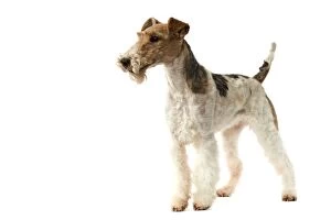 Dog - Wire Fox Terrier