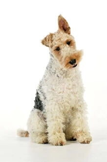 Thoughtful Collection: Dog. Wire Fox Terrier