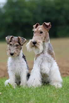 Dog - Wire-haired / Wirehaired Fox Terrier