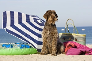 Dog - Wirehaired Pointing / Korthals Griffon - on the beach Dog - Wirehaired Pointing / Korthals Griffon - on the beach