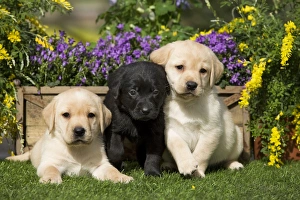 Dog - Yellow and Black Labrador puppies Dog - Yellow and Black Labrador puppies