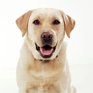 DOG - Yellow Labrador, close-up, studio shot