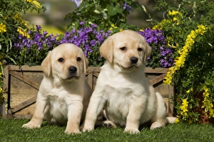 Dog - Yellow Labrador puppies Dog - Yellow Labrador puppies