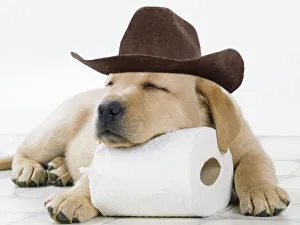 DOG - Yellow labrador puppy asleep on toilet roll wearing a cowboy hat Date: 30-01-2021 DOG - Yellow labrador puppy asleep on toilet roll wearing a cowboy hat Date: 30-01-2021