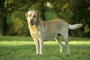 Dog - Yellow Labrador Retriever on grass Dog - Yellow Labrador Retriever on grass