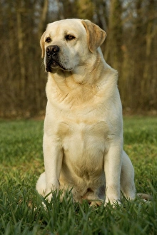 Dog - Yellow Labrador - sitting down Dog - Yellow Labrador - sitting down